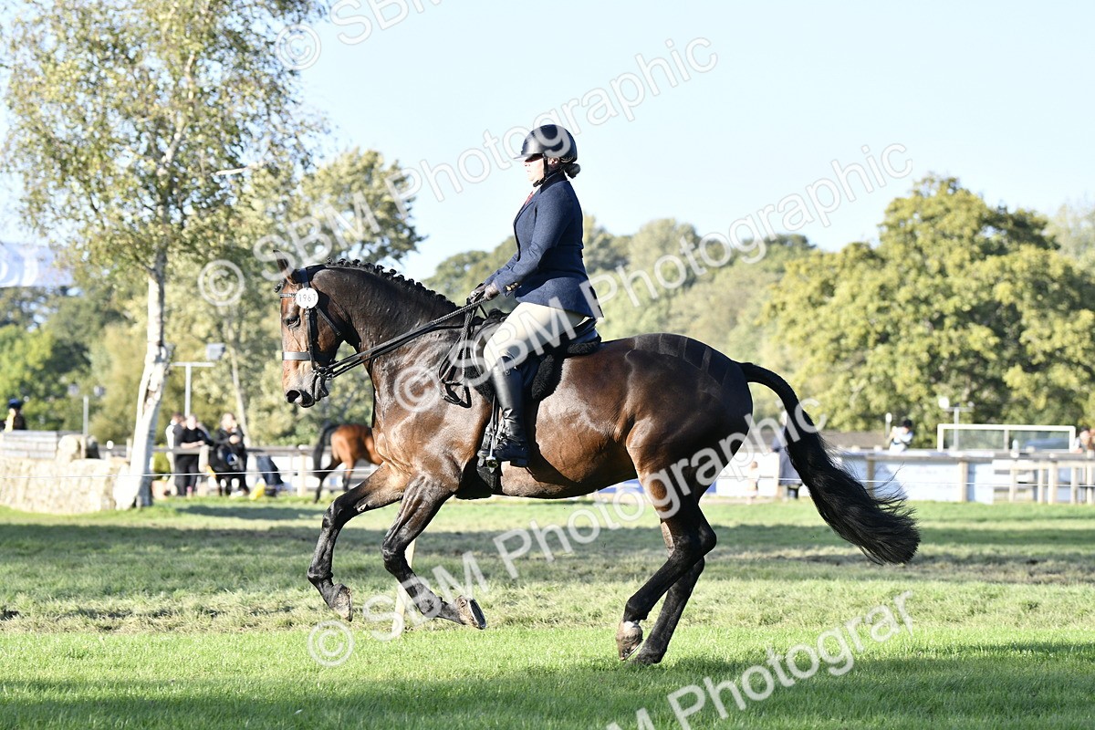 SBM_53525 - S14 - Riding Club Horse