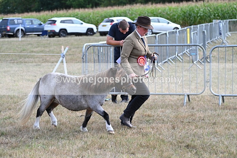 WJ7_8284 - In-hand Championship