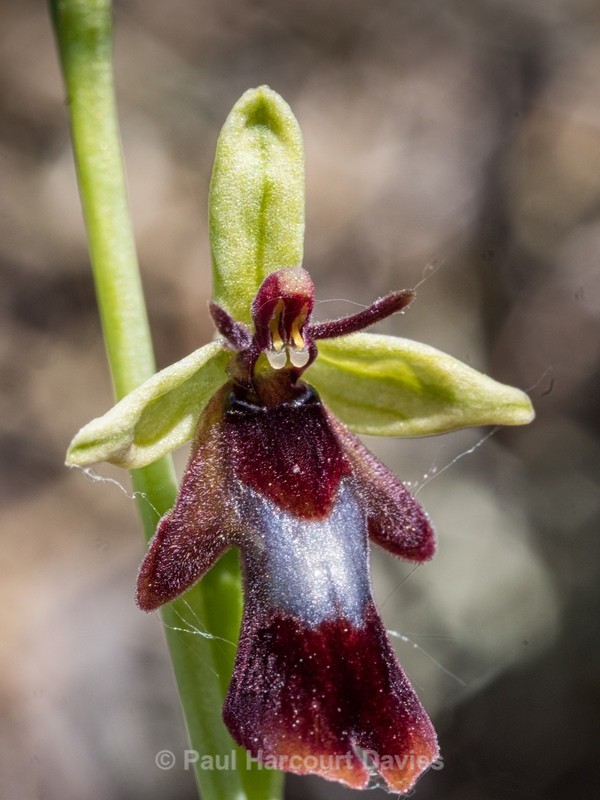 Fly Orchid (Ophrys insectifera) - Wild Orchids - 1