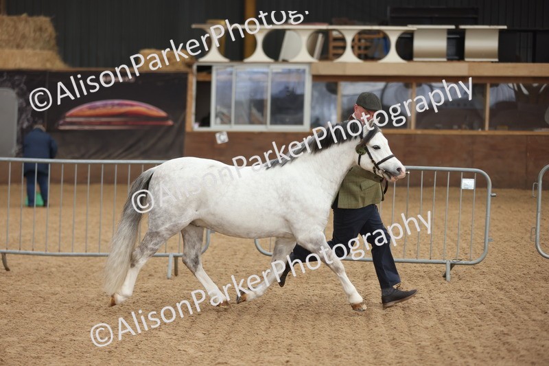 20251109-0521 - Class 20 - Stallions 4 Years and over