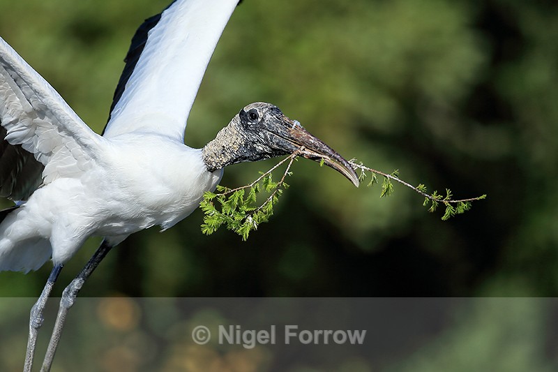 Wood Stork close with nest material, Wakodahatchee Wetlands, Florida - Wood Stork
