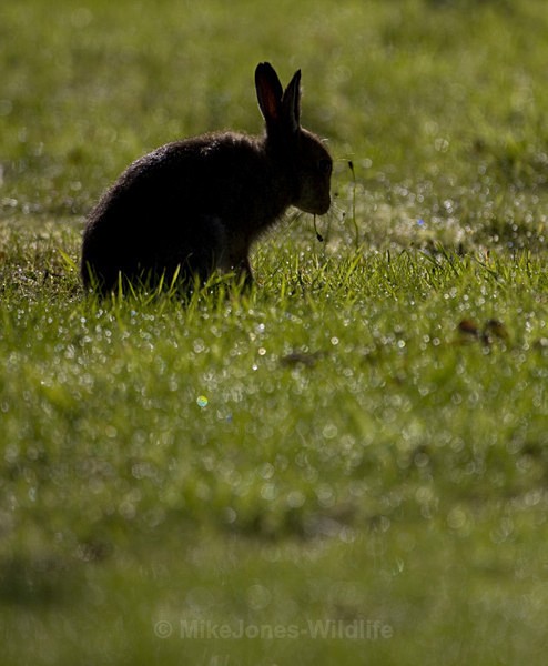 Mountain Hare, Isle of Mull ref mh6 - MOUNTAIN HARE, SCOTLAND