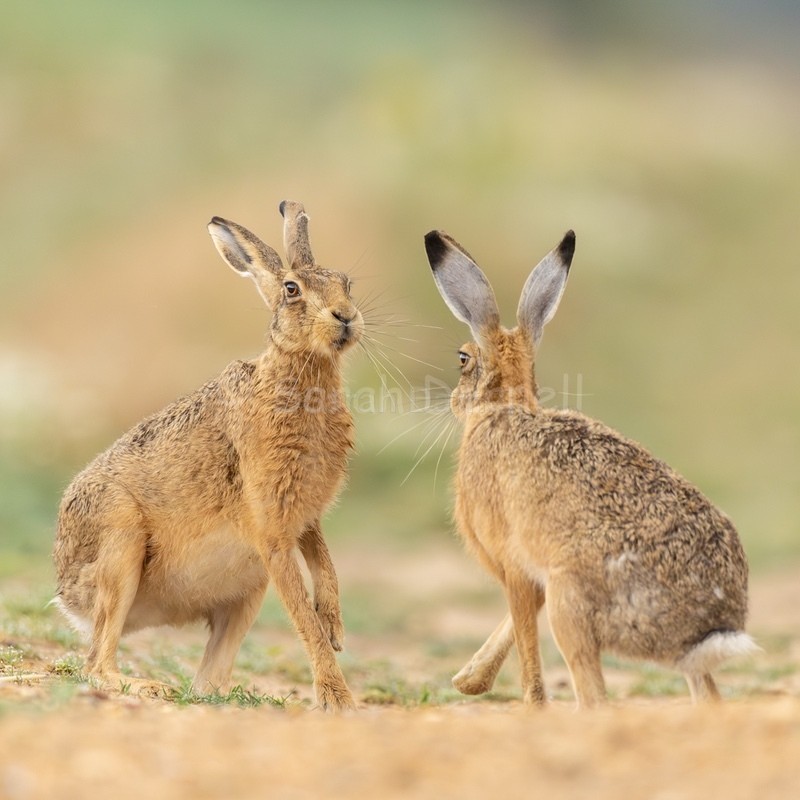 A Pair of Hare 202612 - Greeting Cards