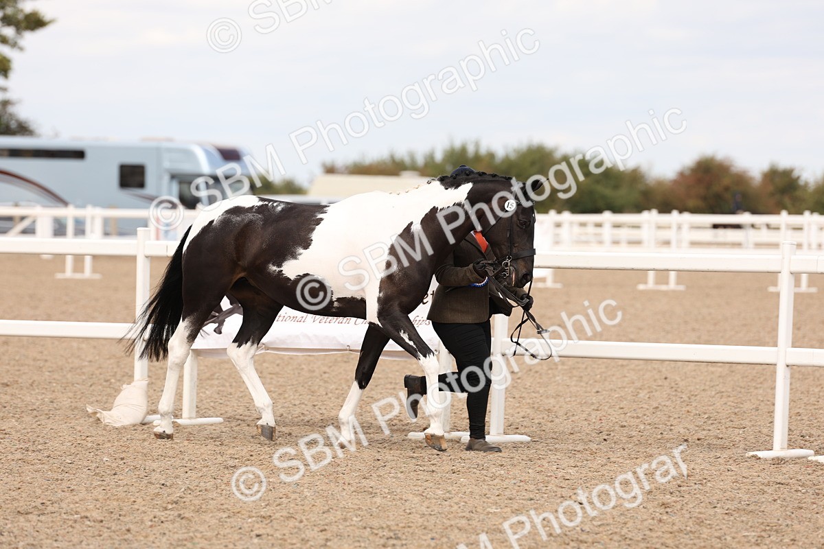 SBM_15416 - Class 210- IH Show Horse