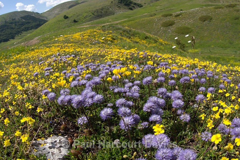  - Plants: wide-angle