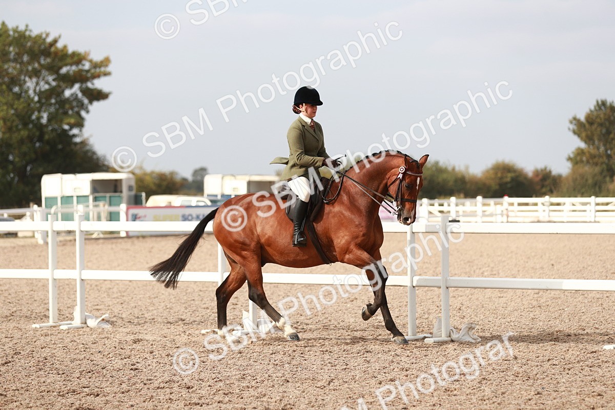 SBM_17491 - Class 215 Ridden Hack/ Riding Horse