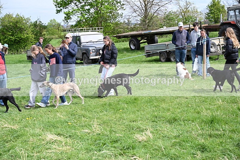 WJ6_8864 - Class 8 Best Working / Gun Dog or Bitch