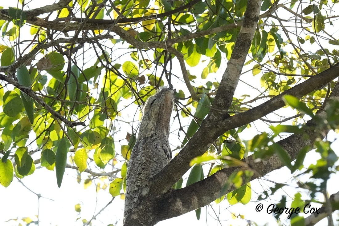 Great Potoo - Brazil