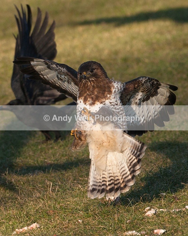20100130-Gigrin 074 - Common Buzzard