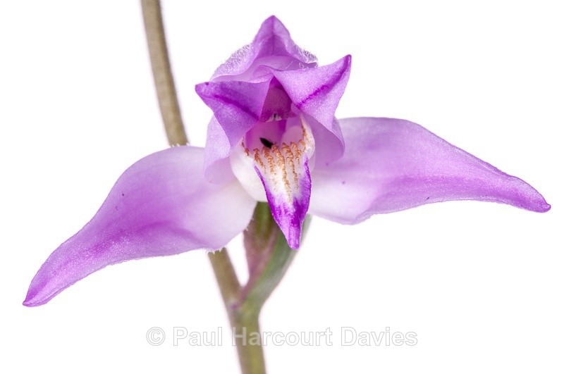  - WB: Orchids - Various