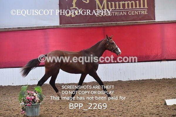 BPP_2269 - AFTERNOON 12.30 - 3.30PM