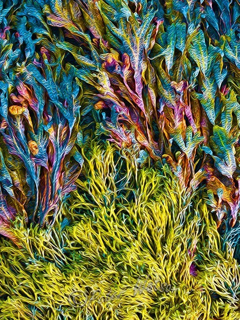 Alga Abstract - Abstracts