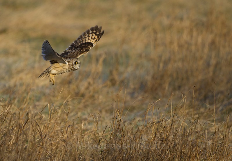 Short eared owl - SHORT EARED OWLS
