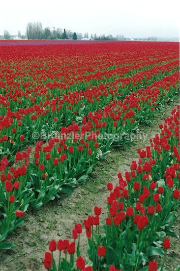  - Flowers