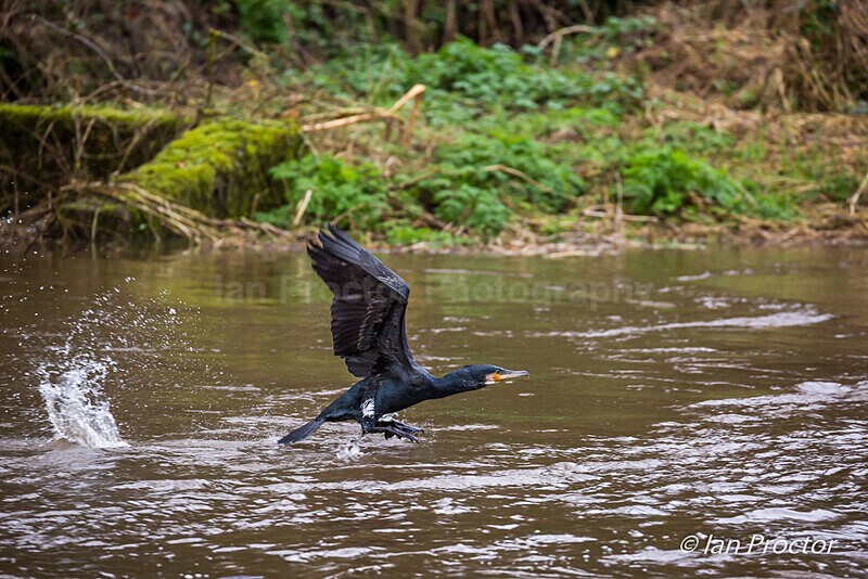 We have lift-off! - Cormorant - Nature