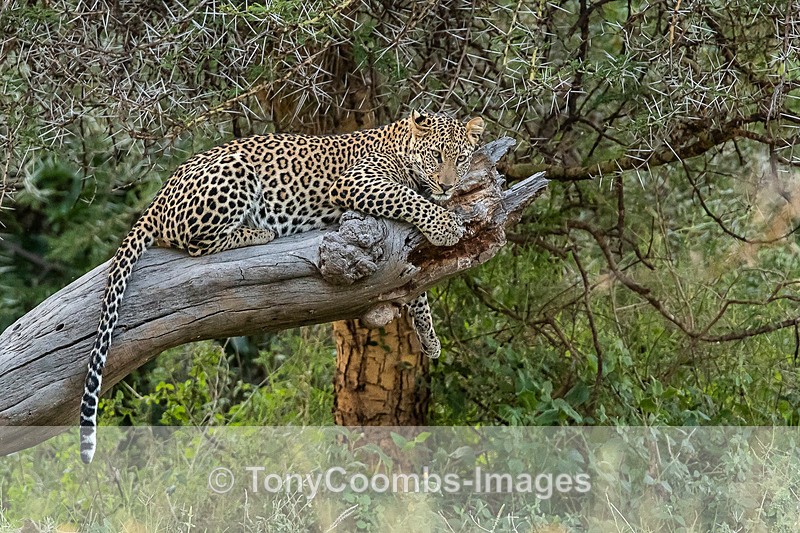 Leopard - Lewa ~ Cats