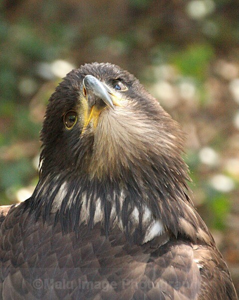 Young Bald eagle - BIRDS