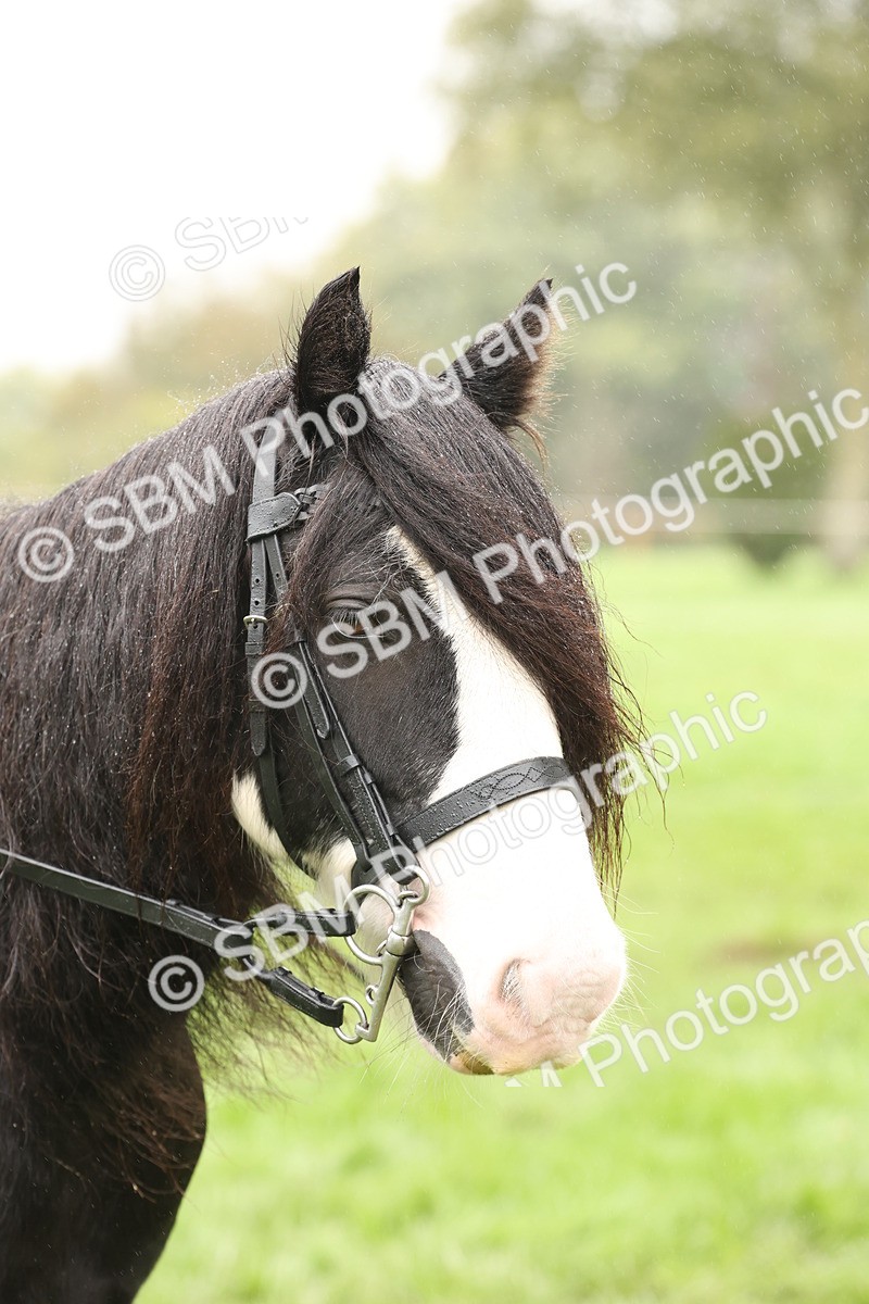 SBM_72806 - S70 - Traditional Cob Ridden