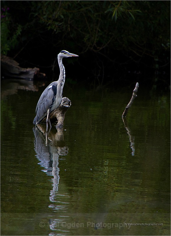 Grey Heron - Flora & Fauna