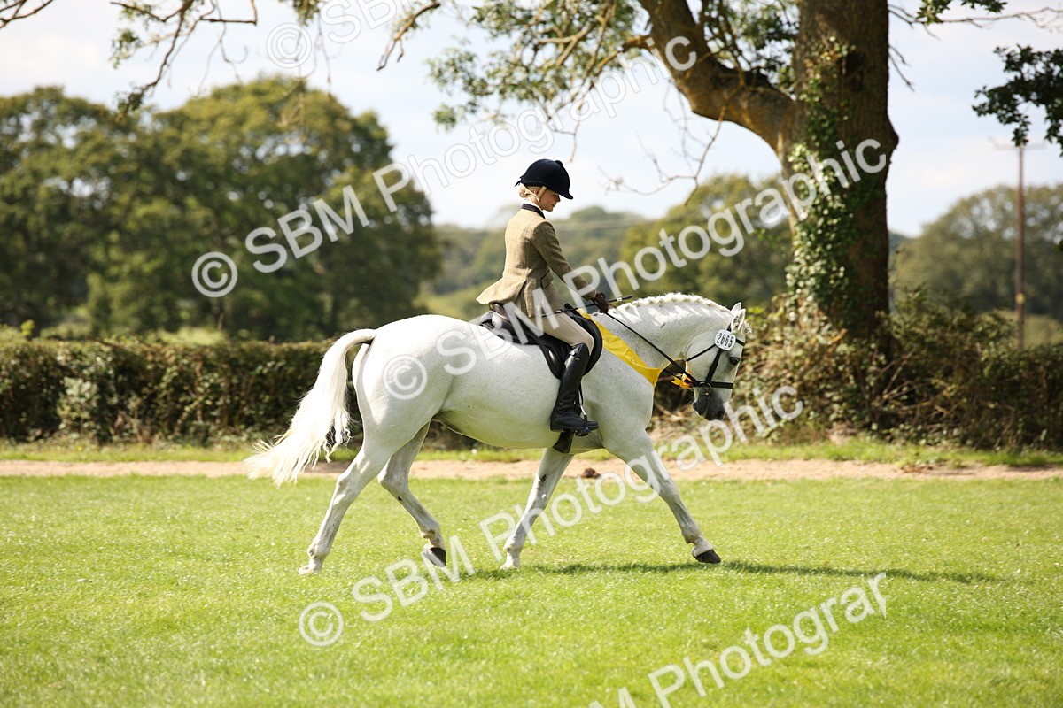 SBM_42396 - S13 - Pony Club Pony