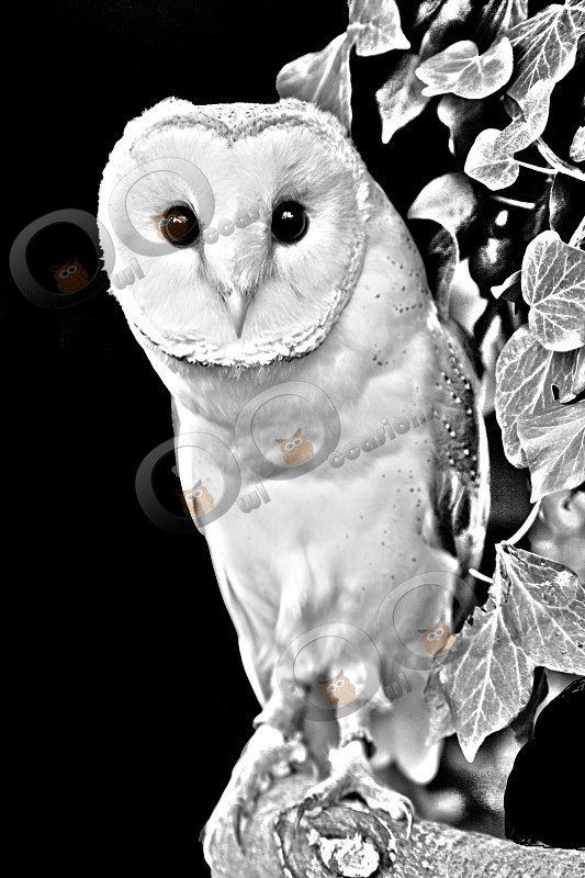 Loki as a B&W image - Our Birds