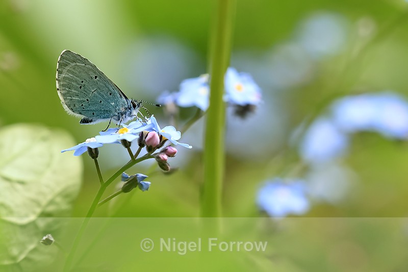 Holly Blue feeding on forget-me-not, Oxfordshire - INSECTS