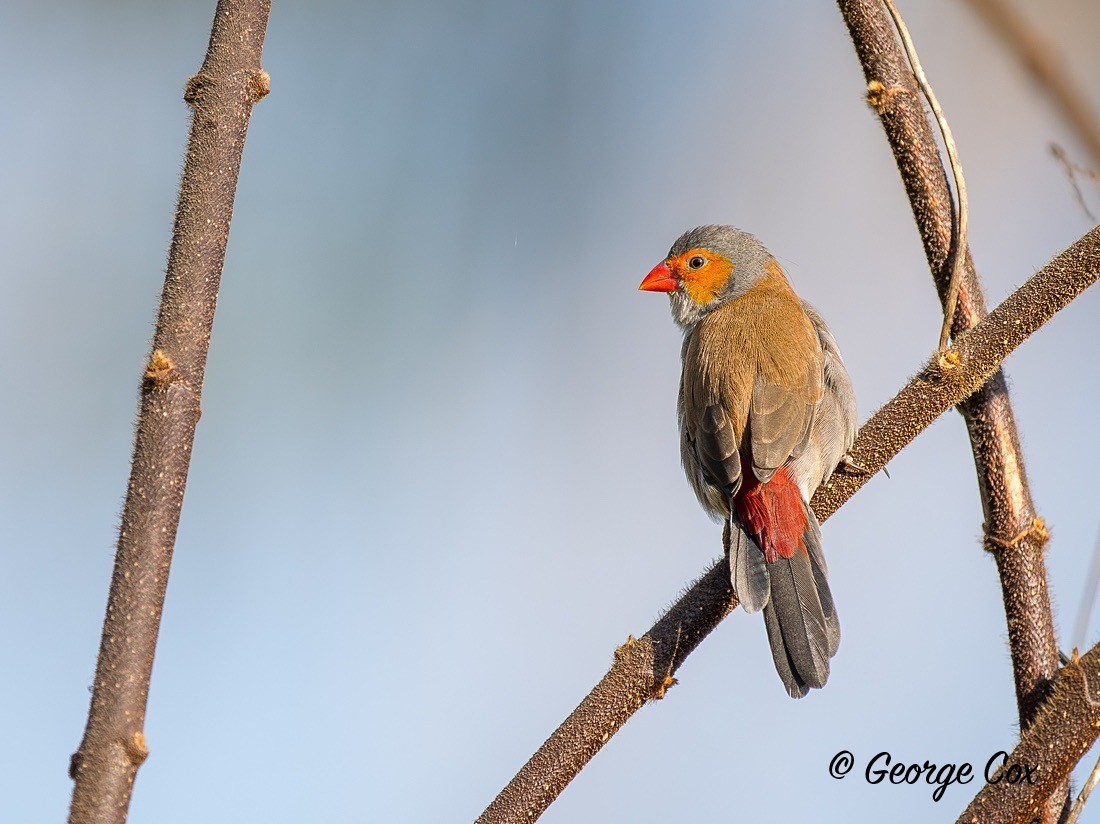 Orange Cheeked Waxbill - Gambia 2025