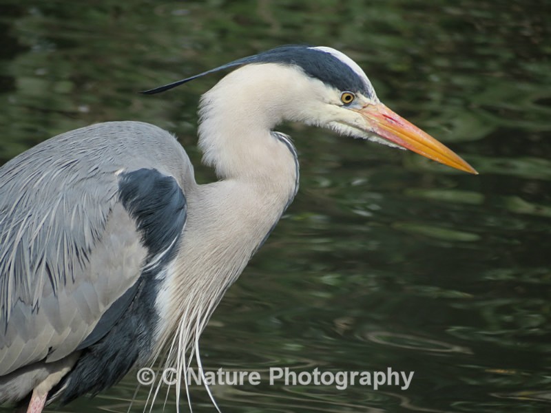Grey Heron - Birds