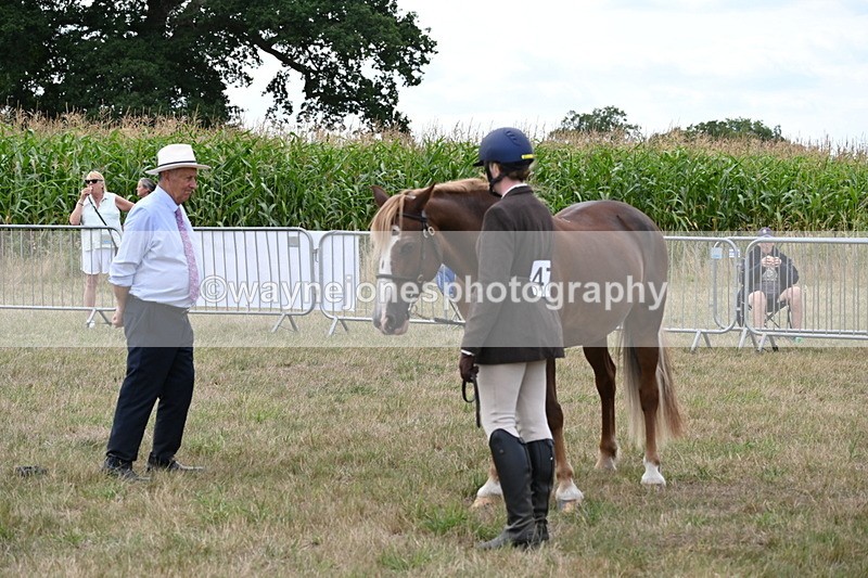 WJ6_6152 - Class 19 In-hand Veterans (Uploaded correct folder)
