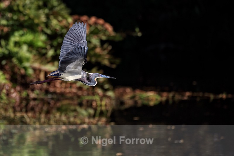 Tricolored Heron flying, Wakodahatchee Wetlands, Florida - Tricolored Heron