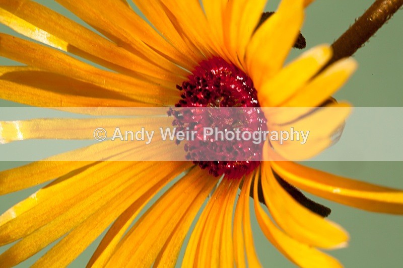 20110603-IMG_4522-453 - Plants & Flowers