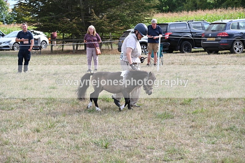 WJ6_7011 - Class 21 Shetland & Mini Horses