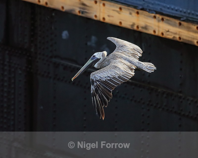Brown Pelican flying, Miraflores Locks, Panama - Brown Pelican