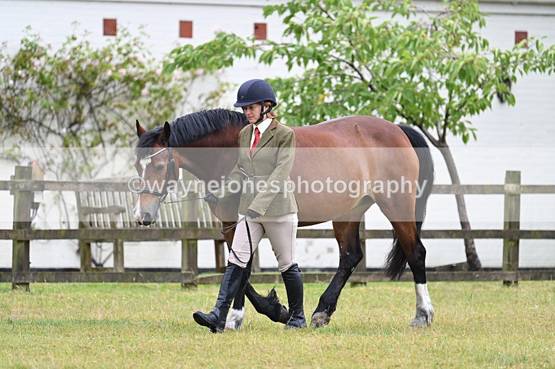 WJ7_6054 - Class 4a Prettiest Mare over 14hh