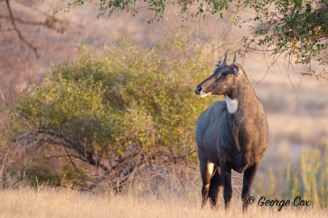 Nilgai - India