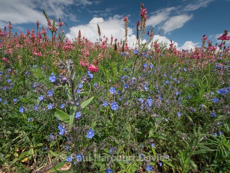 Roadside flowers pink Sainfoin (Onobrychis viciifolia) and blue Summer forget-me-not (Anchusa azurea)  - Flowers in the Landscape - 2
