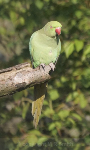 Ring Necked Parakeet - BIRDS & INSECTS
