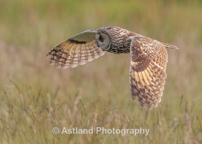 Long-eared owl - Latest Images
