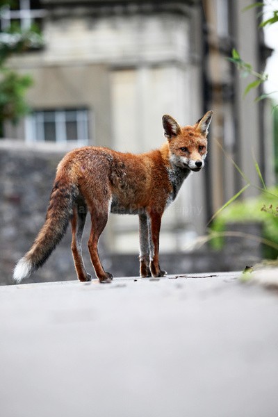 Urban dog fox in Bristol Street _ UR005 - Urban Foxes, Bristol, Great Britain