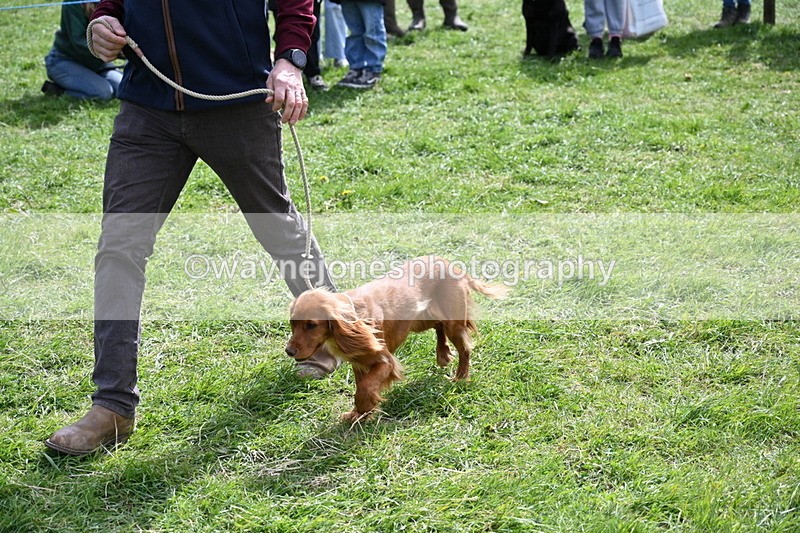 WJ6_8947 - Class 8 Best Working / Gun Dog or Bitch