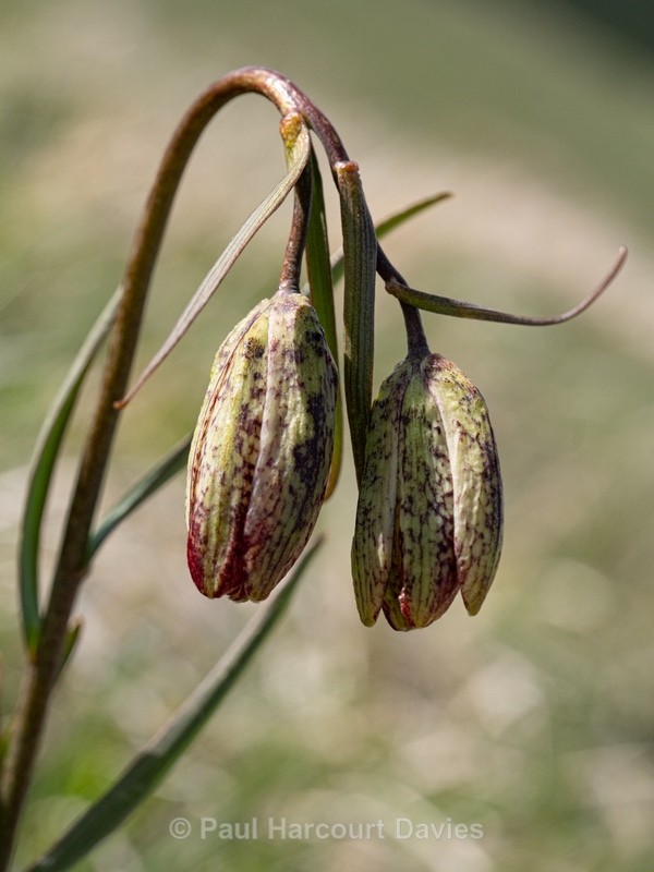 Mountain fritillary (Fritillaria montana )  - Gargano - Wild Flowers