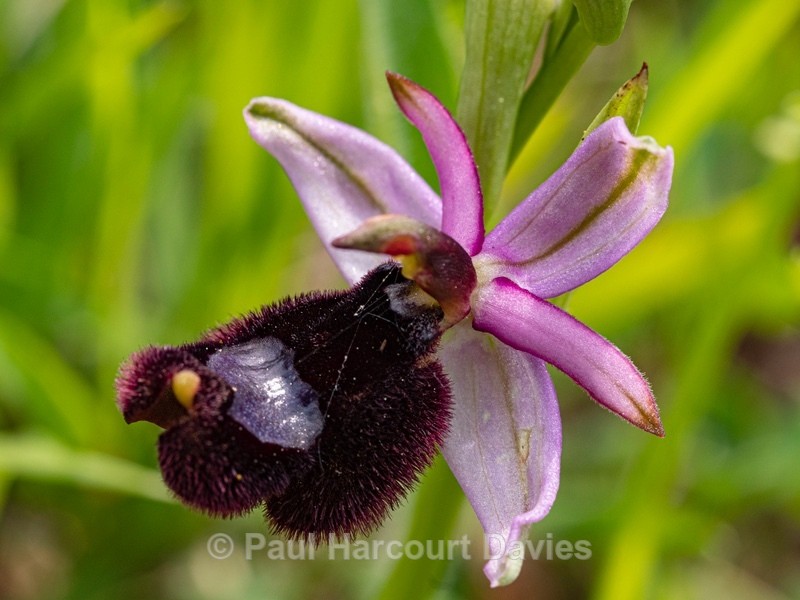 Bertoloni's Ophrys (Ophrys bertolonii - Gargano - Wild Orchids