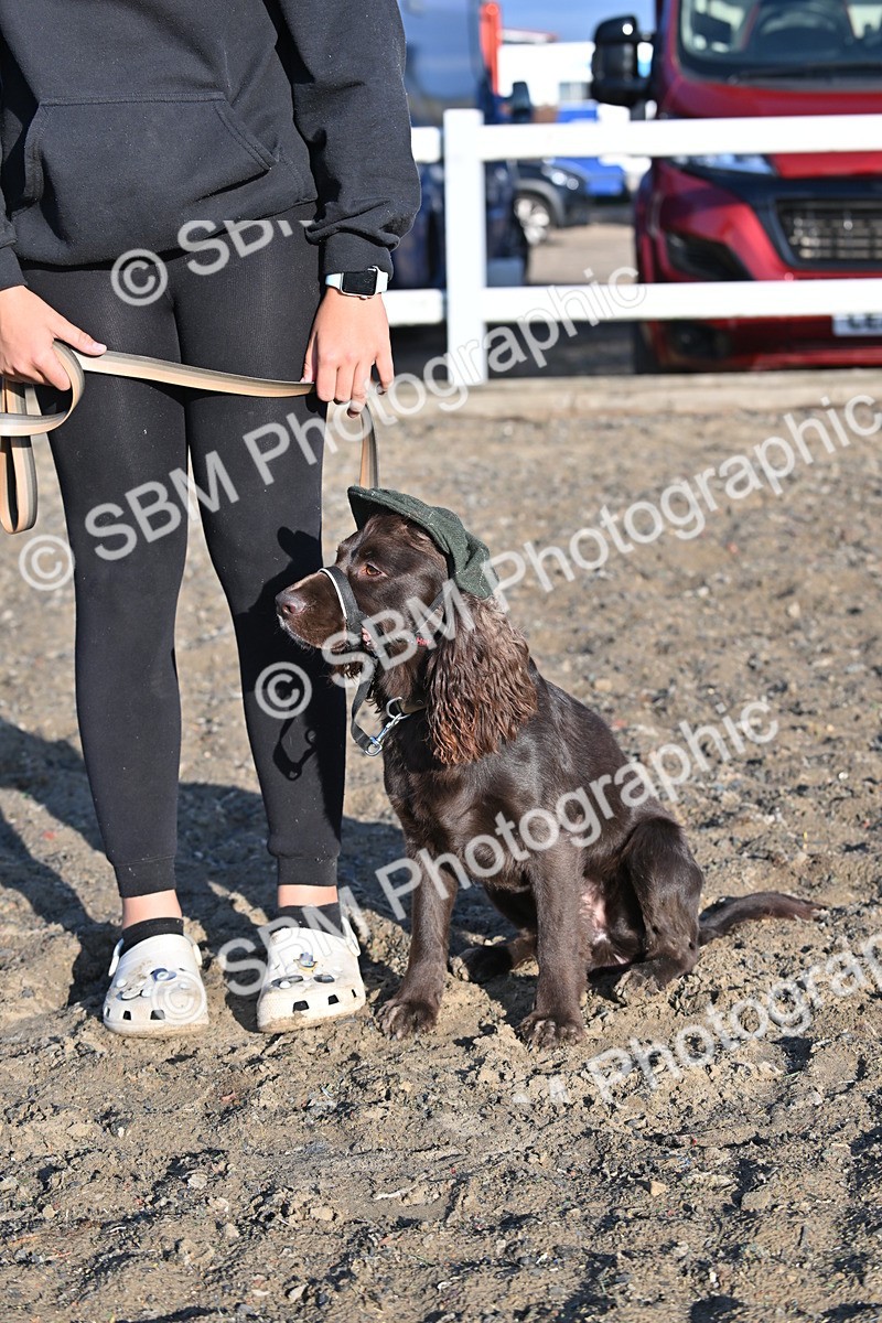 SBM_09374 - Lorry Dogs
