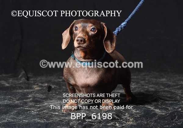 BPP_6198 - LESLEY GRANGER DOGS