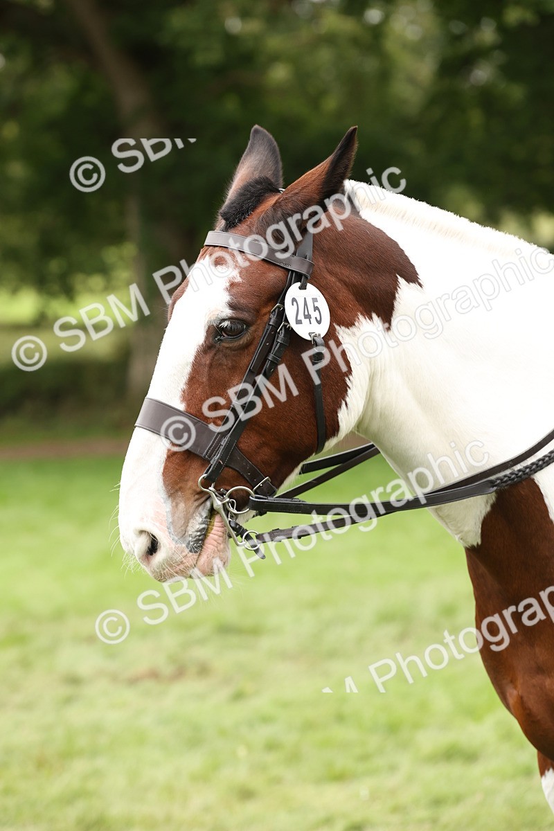 SBM_67292 - S67 - Piebald & Skewbald Horse Ridden