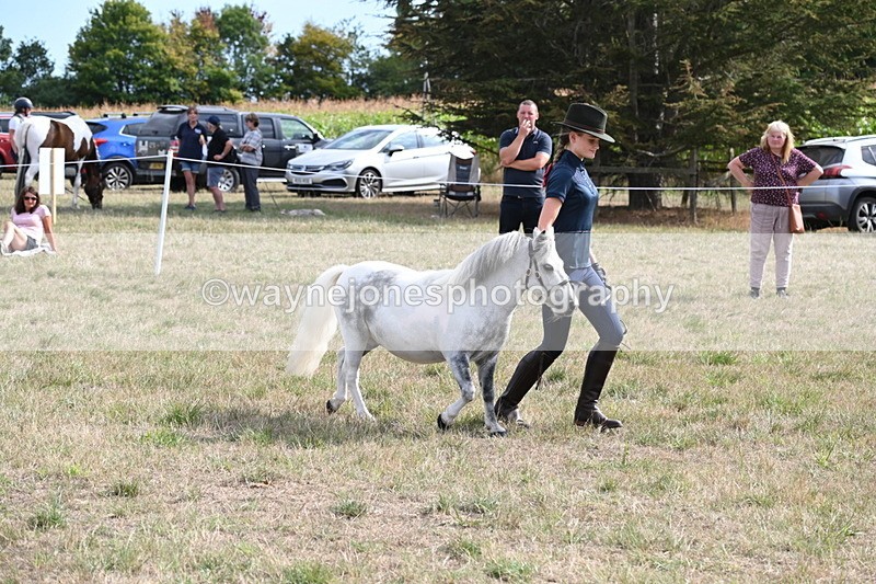 WJ6_7069 - Class 21 Shetland & Mini Horses