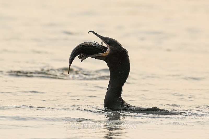 Neotropic Cormorant swallowing fish, Pantanal, Brazil - Neotropic Cormorant