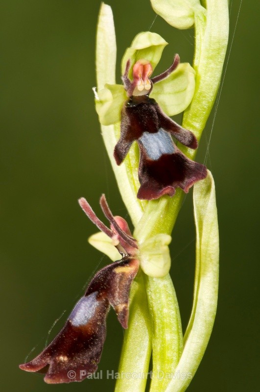 fly orchid (Ophrys insectifera) - Orchids - Ophrys