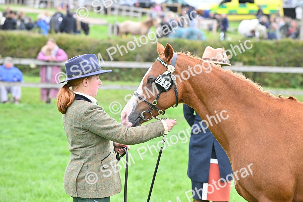 SBM_57572 - S46 - Part Bred Arab & Native Pony In Hand