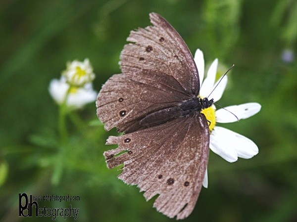 Moth-1 - Mendips